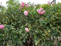 DSC02417.webp