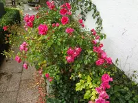 DSC02419.webp