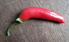 de_cayenne.webp