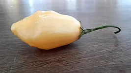 aji_fantasy.webp