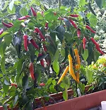 purple_red.webp
