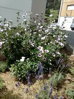 2017_Malva sylvestris.webp