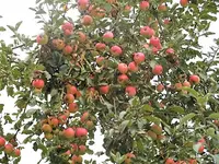 DSCI2245 (1).webp