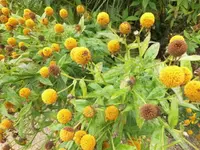 DSCI2273 (2).webp