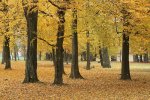 Park mit fliegenden Blättern.jpg