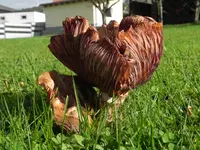 2017_10_25_Pilz.webp