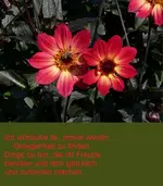 Dahliejpg.webp