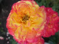 SAM_2370.webp