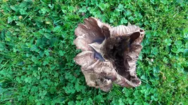 2017-10-26 12.26.37.webp