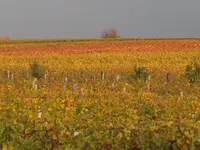 Wein.webp