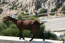 Cap Formentor1117.jpg