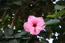 Gala Ratjada2417.webp
