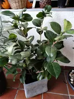 DSC02421.webp
