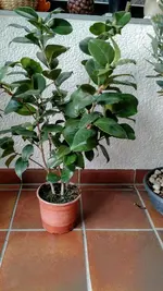 IMG_20171028_092154256.jpg