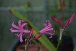 Nerine bowdenii1_800.JPG