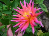DSCI0719.webp