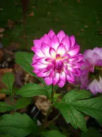 DSCI0718.webp