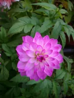 DSCI0717.webp