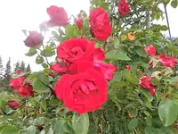 DSCI2394.webp