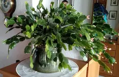 IMG_20171029_132333001.webp