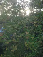 IMG-20171029-WA0002.webp