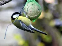 image005.webp