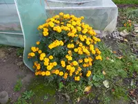 P1030621.webp