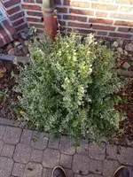15.webp