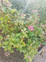 19.webp