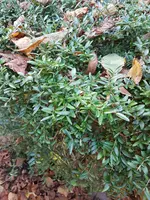 36.webp