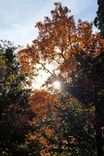 P1050861 Herbst.webp