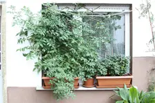 IMG_0095.webp