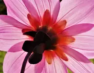 FürGecko.webp