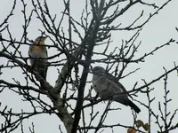 DSCF0537 (2).webp
