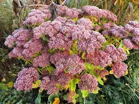 DSCF0550 (2).webp