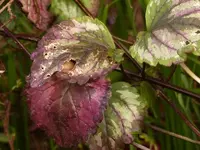 image029.webp