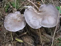austern_1024x768.JPG