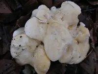 semmelstoppel_1024x768.webp