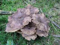 trompetenpfiffis_1024x768.webp