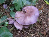 violetter rötelritterling_1024x768.JPG