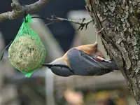 image007.webp