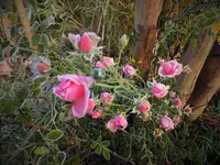 DSCF0562 (2).webp