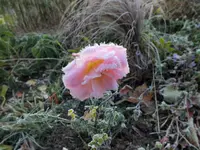 DSCF0564 (2).webp