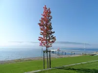 SAM_9016a.webp