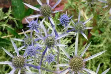 P1050542Diestel.webp