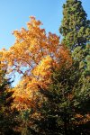 P1050860 Herbstbaum.jpg