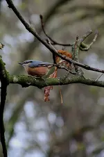 vogel.webp