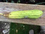 2017-11-02 Luffa1.JPG