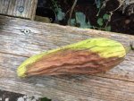 2017-11-02 Luffa2.JPG