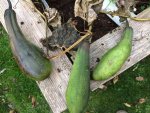 2017-11-02 Luffa3.JPG